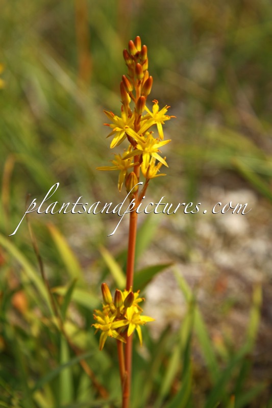 Narthecium ossifragum