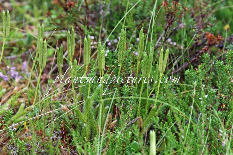 Lycopodium clavatum