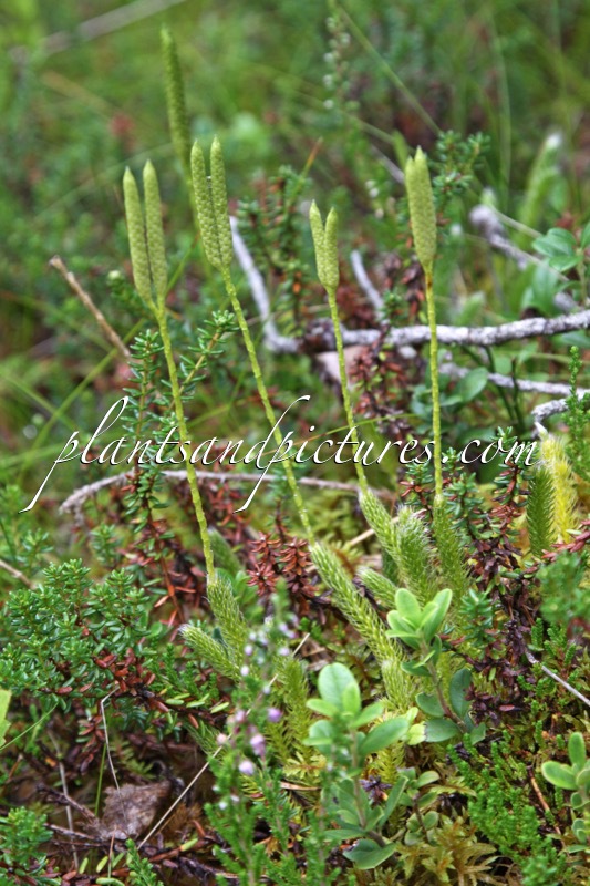 Lycopodium clavatum