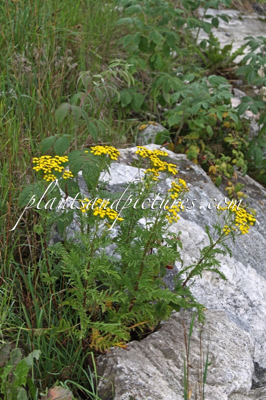 Tanacetum vulgare