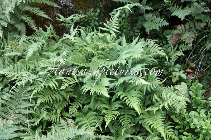 Oreopteris limbosperma