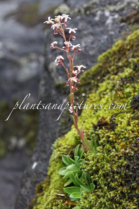 Saxifraga cotyledon