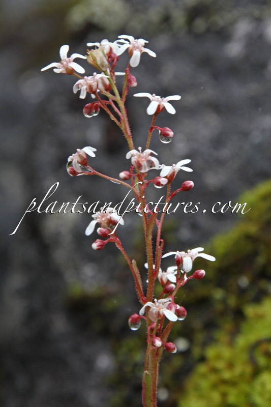 Saxifraga cotyledon