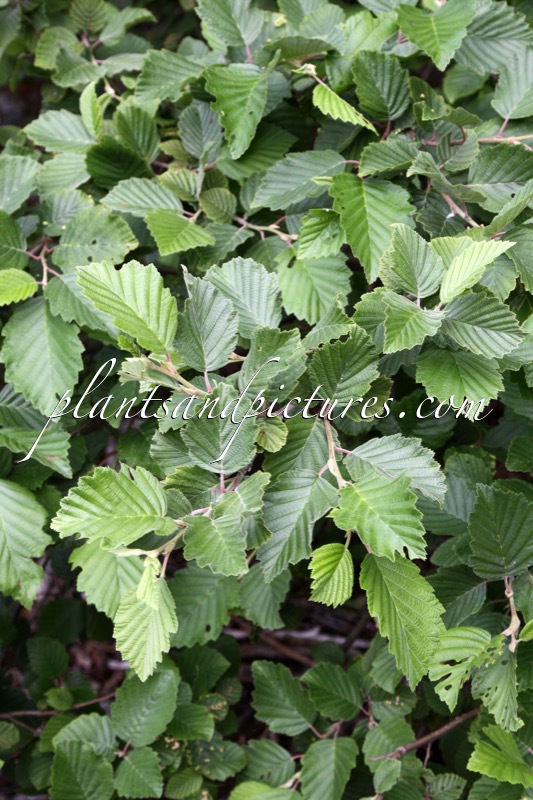 Alnus incana