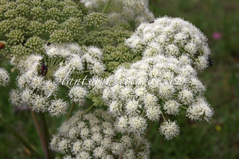 Angelica archangelica