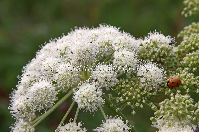 Angelica archangelica