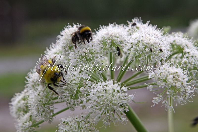 Angelica archangelica