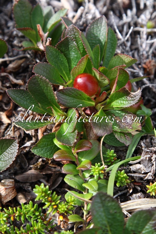 Arctostaphylos alpina