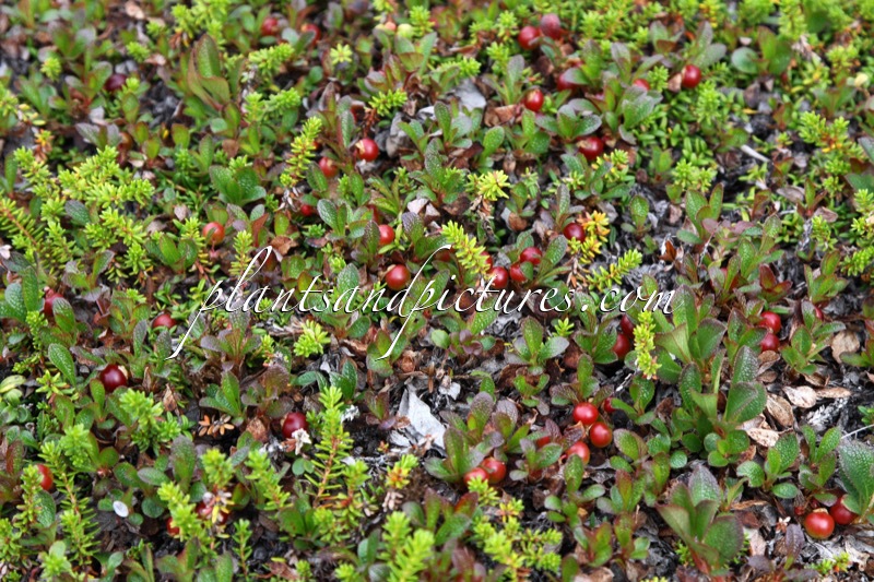 Arctostaphylos alpina