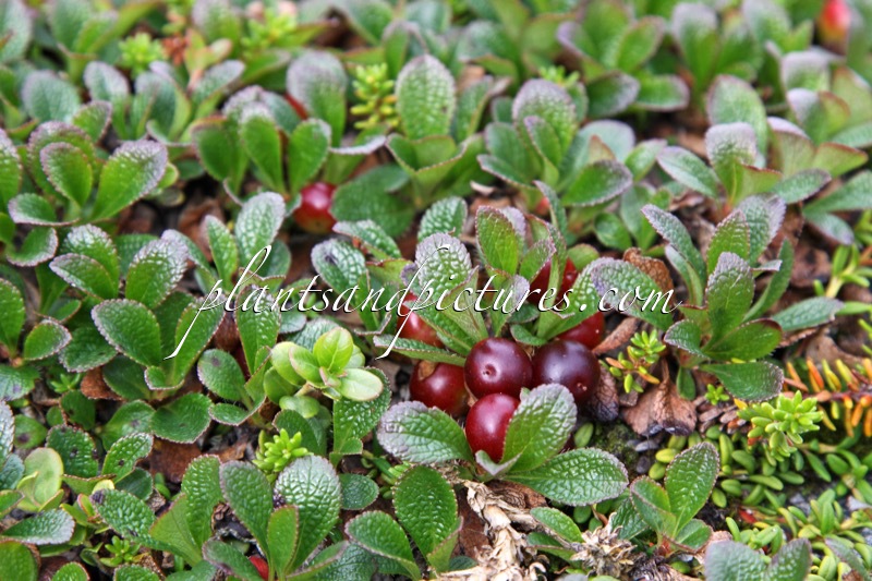 Arctostaphylos alpina