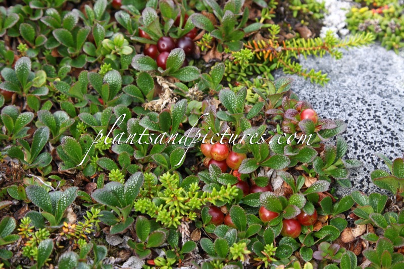 Arctostaphylos alpina