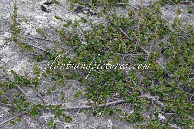 Betula nana