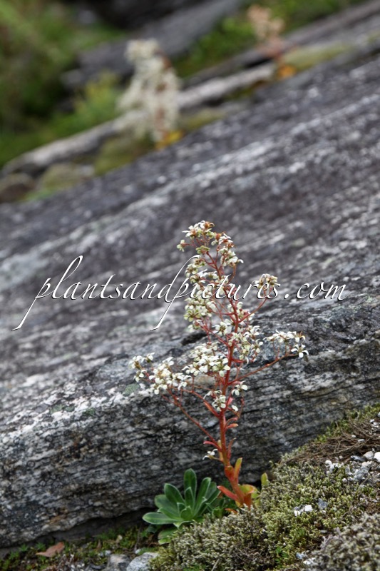 Saxifraga cotyledon