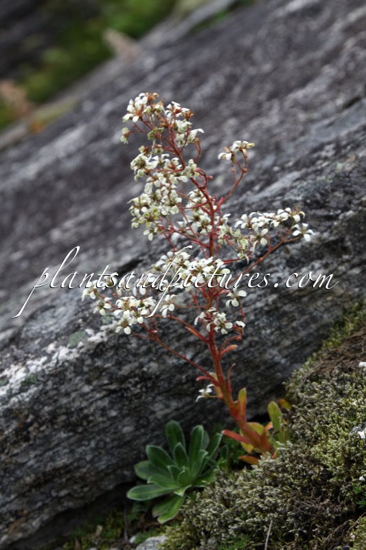 Saxifraga cotyledon