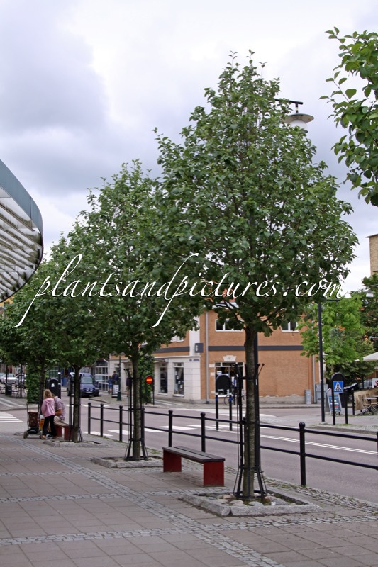 Sorbus aria ‘Lutescens’
