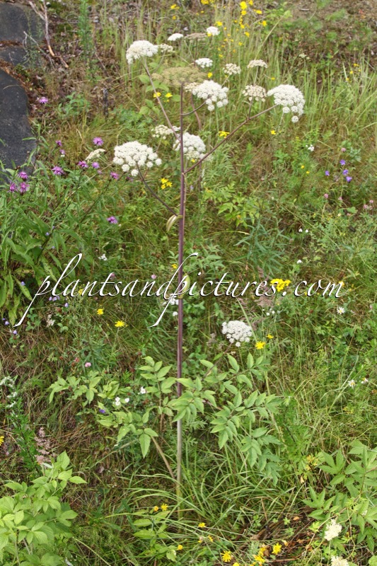Angelica sylvestris