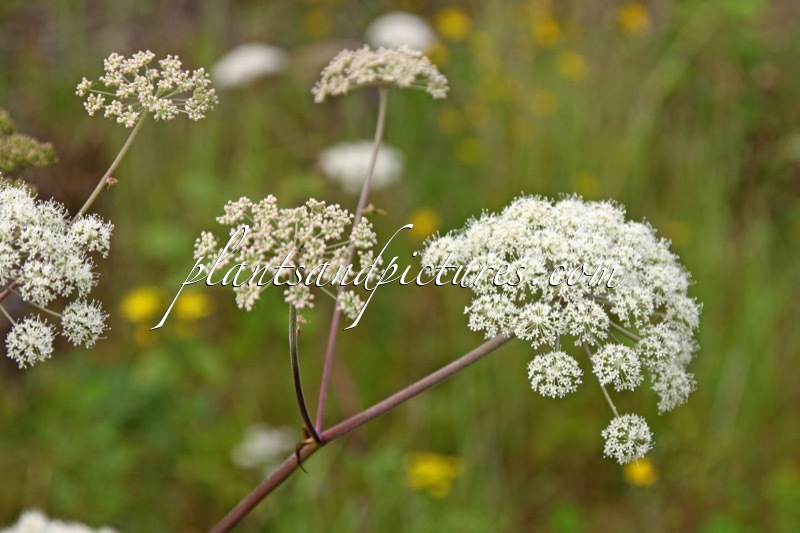 Angelica sylvestris