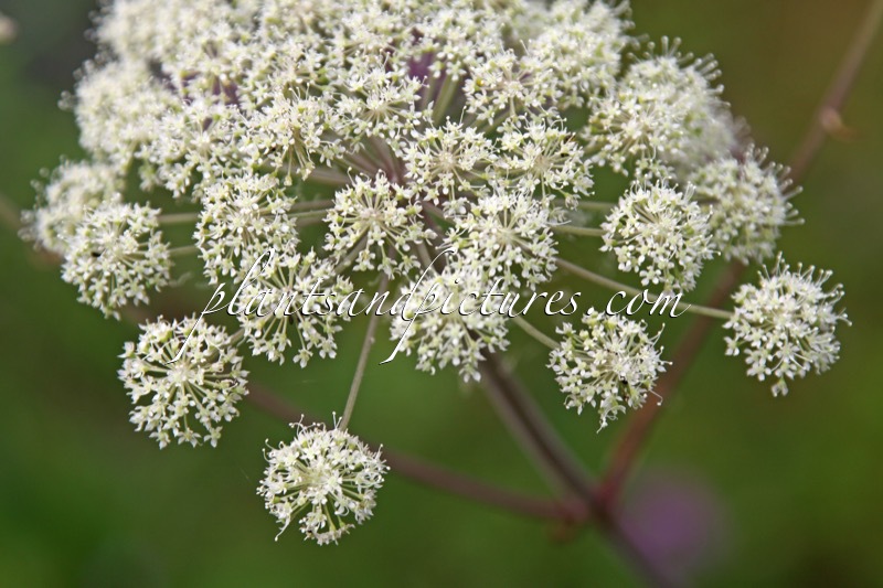Angelica sylvestris