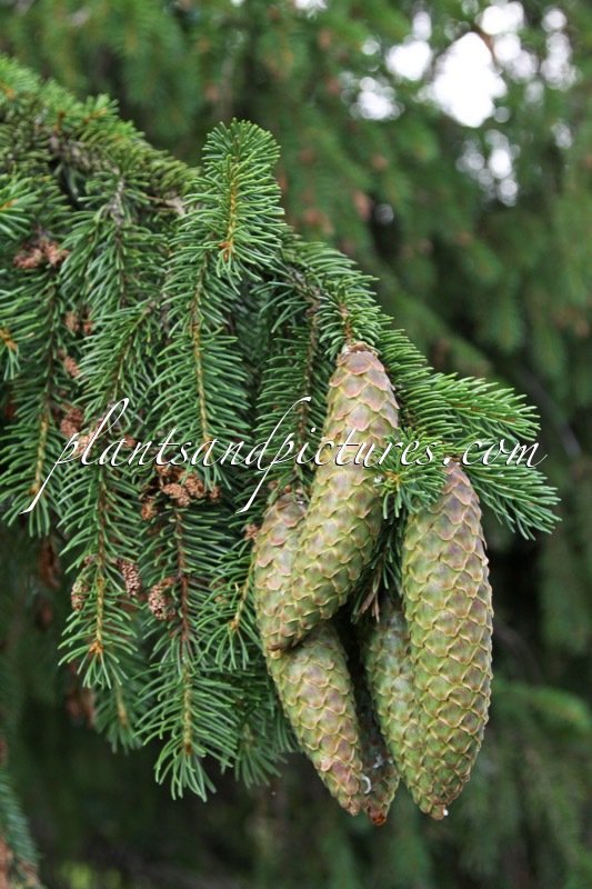 Picea omorika