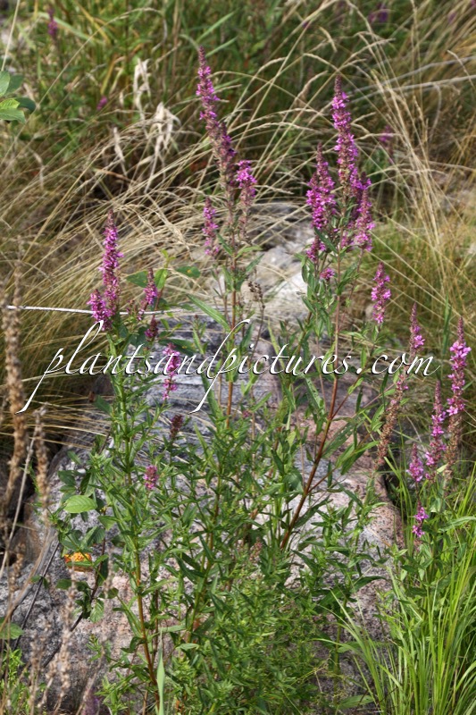 Lythrum salicaria