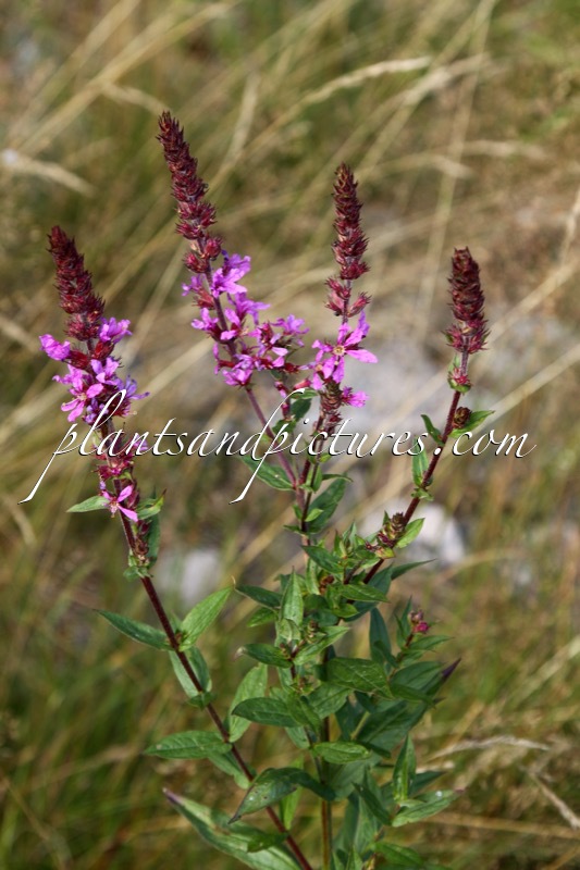 Lythrum salicaria