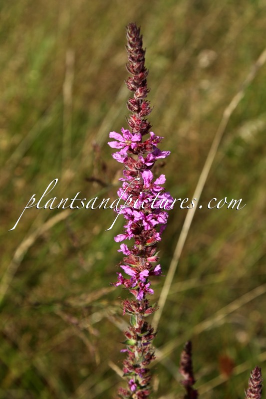 Lythrum salicaria