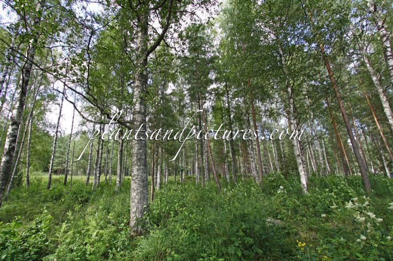 Betula pubescens