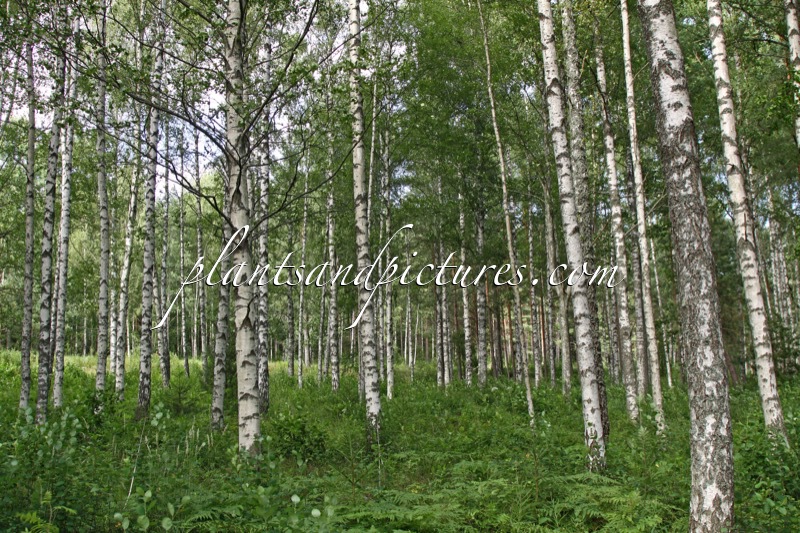 Betula pubescens