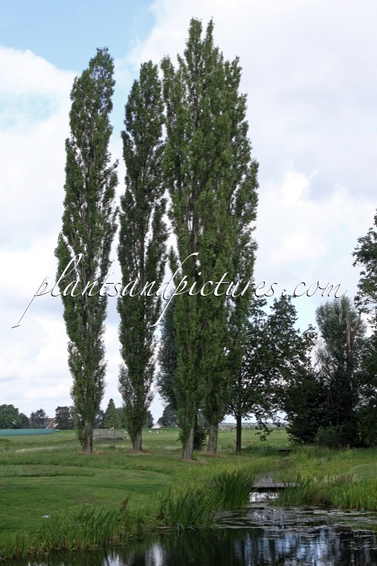 Populus nigra ‘Italica’