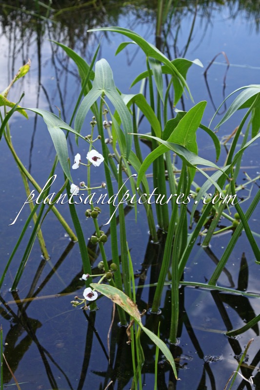 Sagittaria sagittifolia