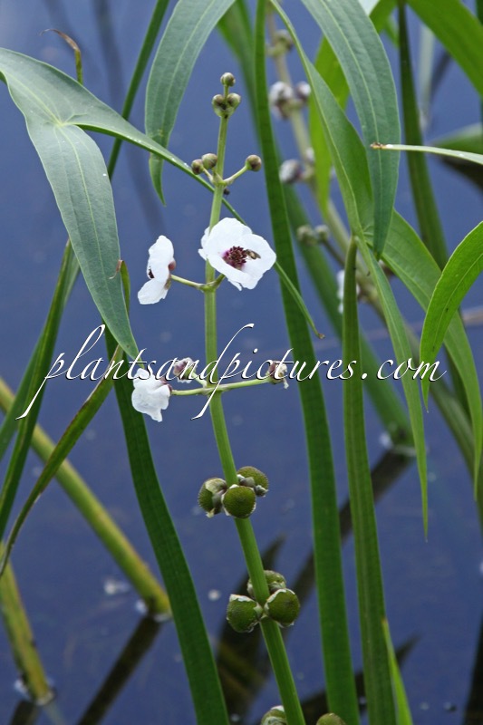 Sagittaria sagittifolia