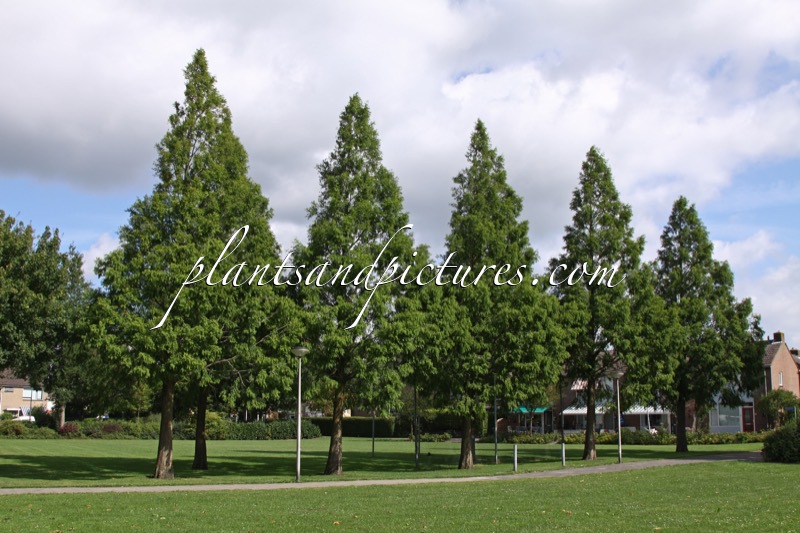 Metasequoia glyptostroboides