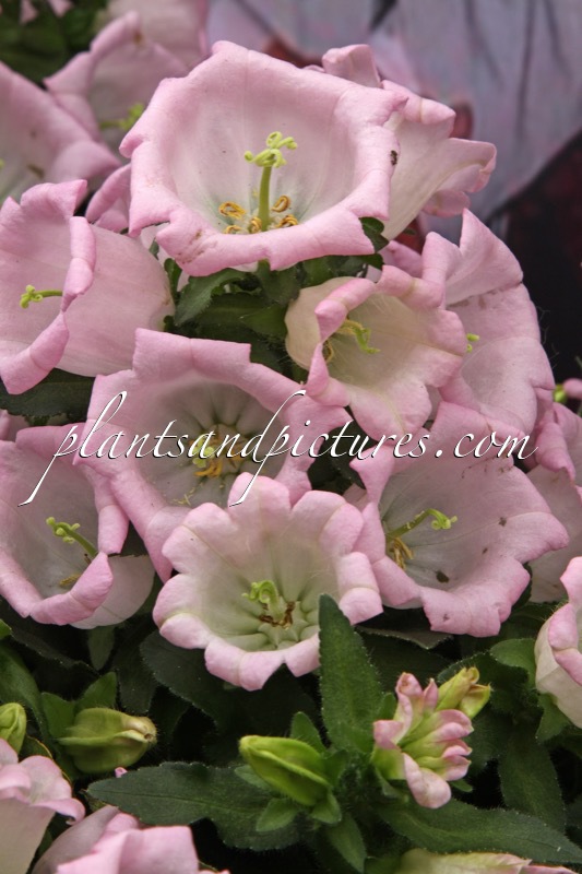 Campanula medium ‘PKMM01’ (SWEET MEE)