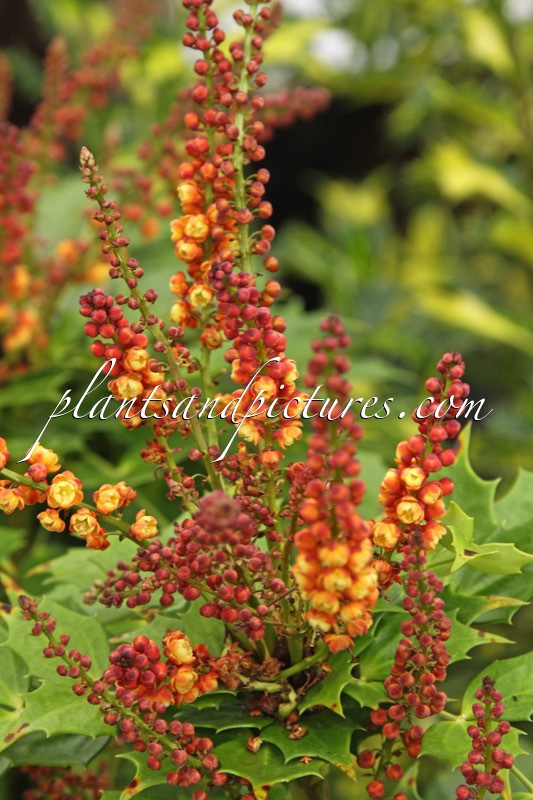 Mahonia ‘Cabaret’
