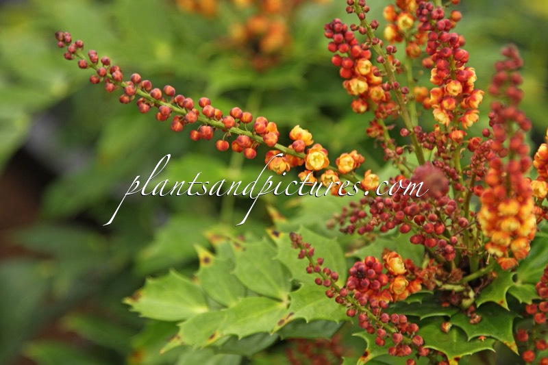 Mahonia ‘Cabaret’