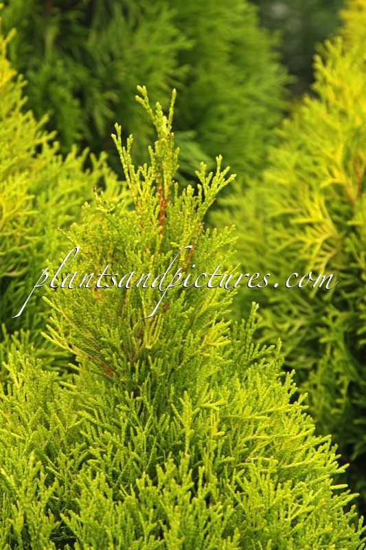 Thuja occidentalis ‘Filips Magic Moment’