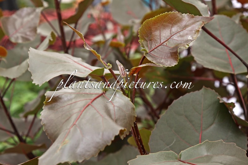 Populus deltoides ‘Purple Tower’