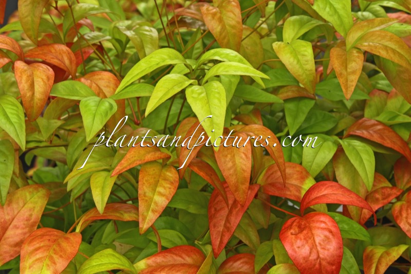 Nandina domestica ‘Fire Power’
