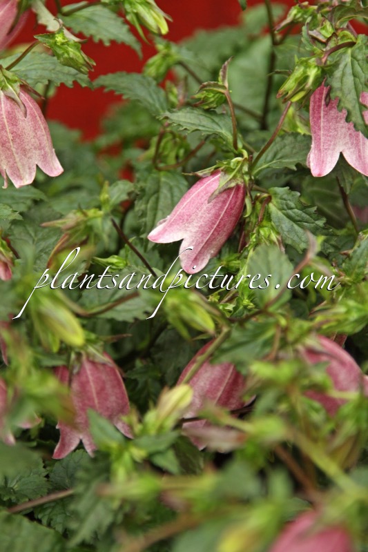 Campanula takeshimana ‘PKTAK1’ (PRETTY MEE)