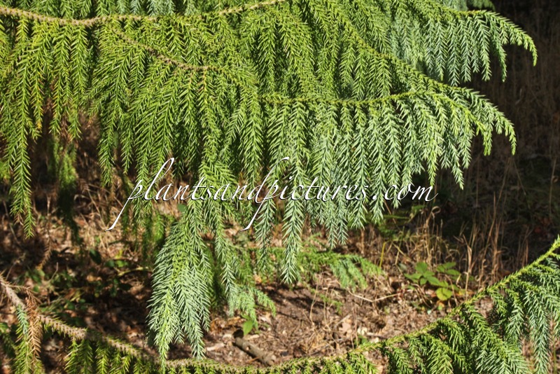 Taiwania cryptomerioides