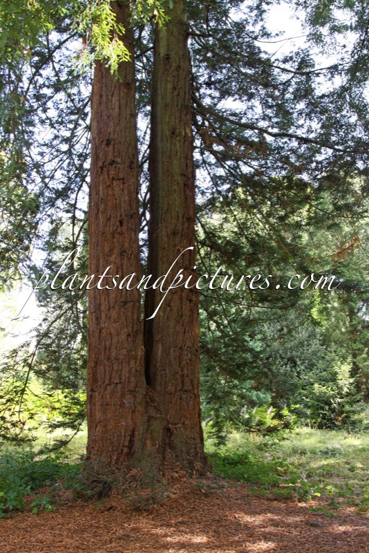 Sequoia sempervirens