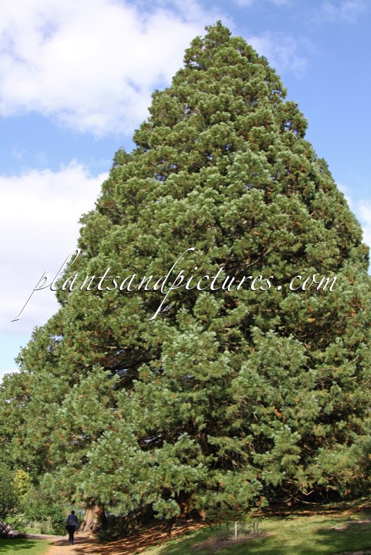Sequoiadendron giganteum