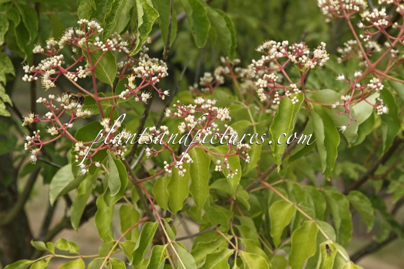 Tetradium danielii var. hupehensis