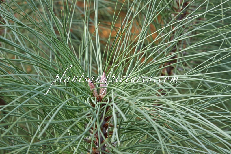 Pinus coulteri