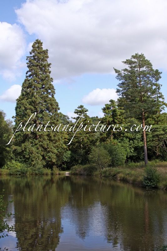 Bedgebury Pinetum