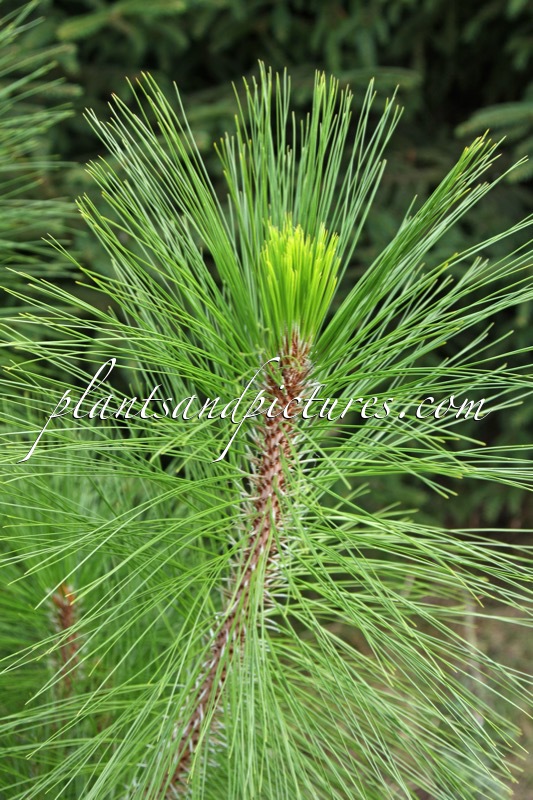 Pinus yunnanensis