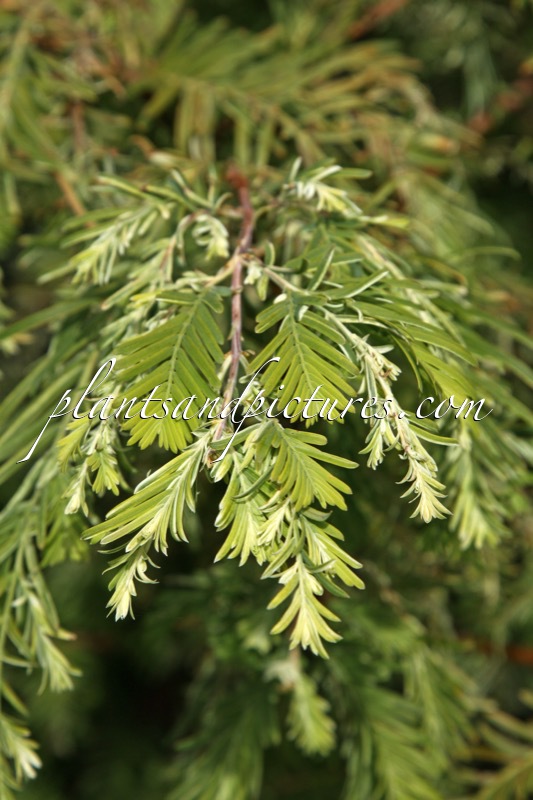 Metasequoia glyptostroboides ‘White Spot’