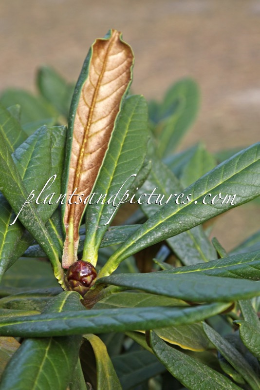 Rhododendron praestans