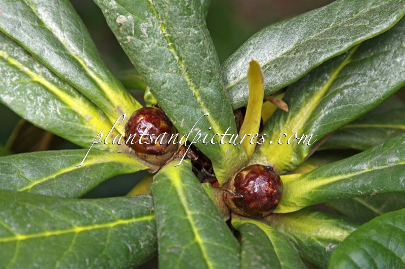 Rhododendron praestans