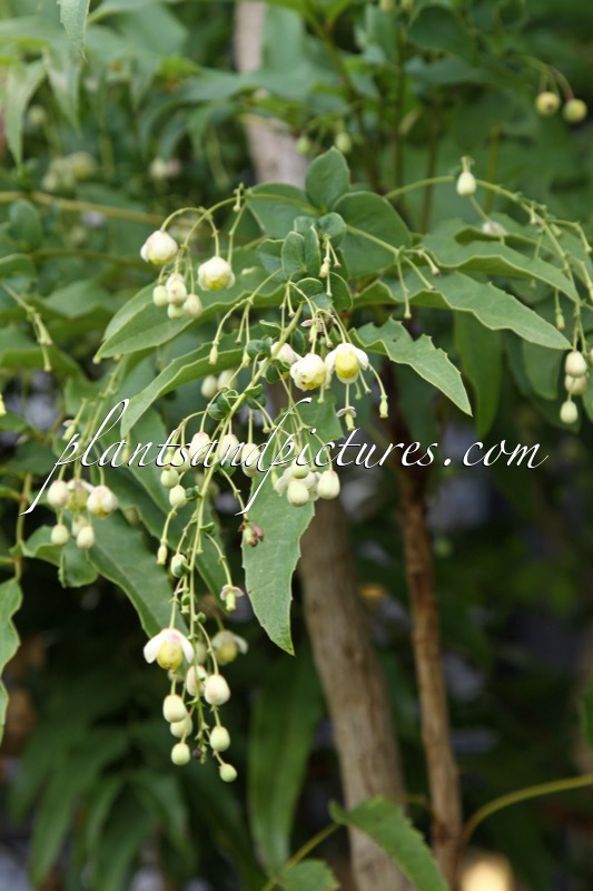 Mahonia russellii